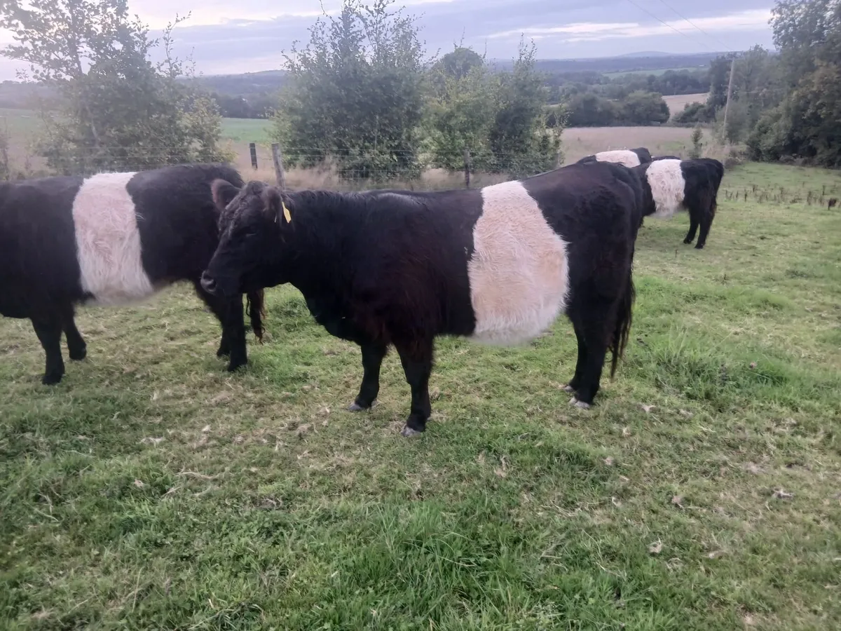 Belted Galloway - Image 2