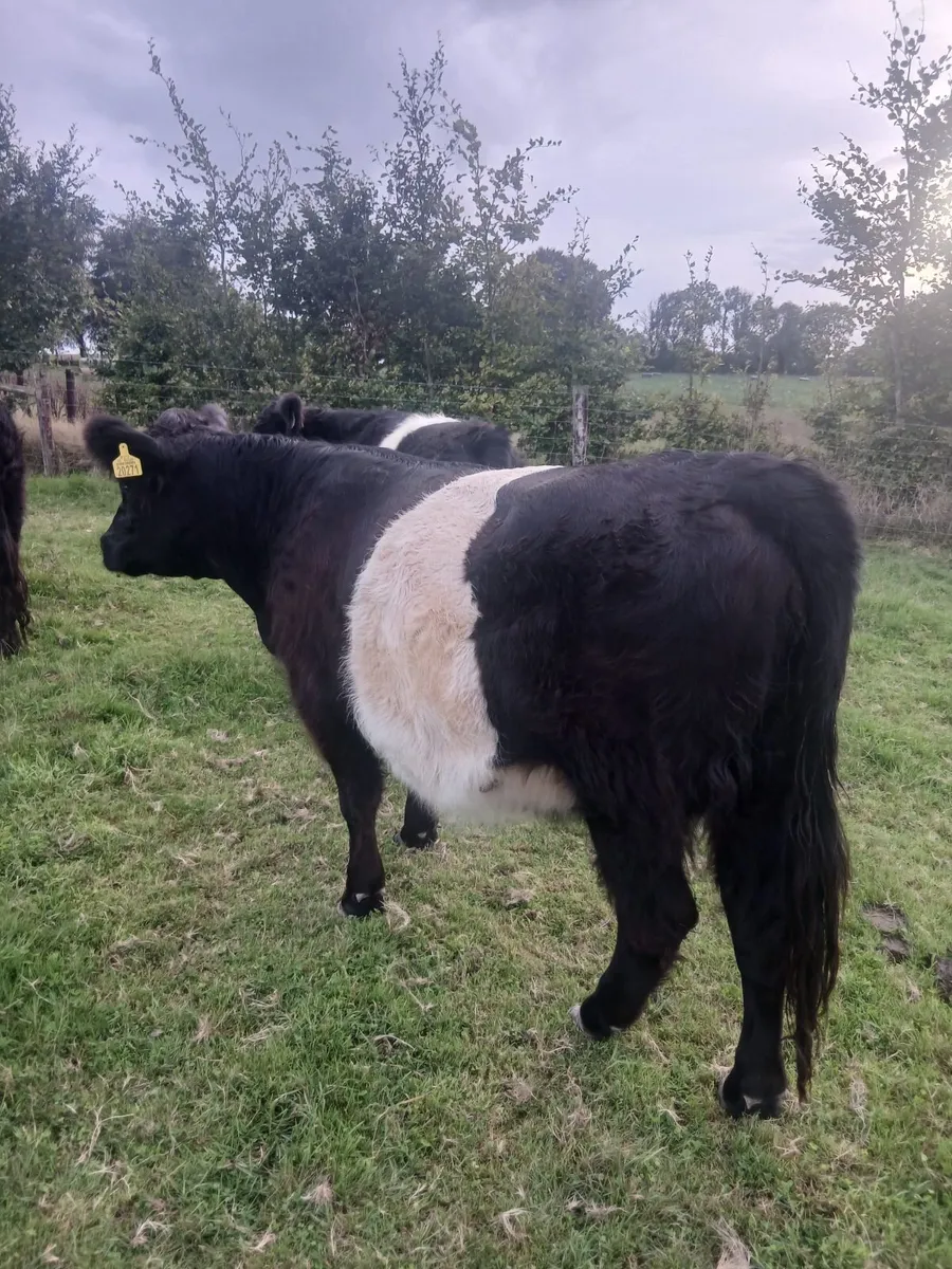 Belted Galloway - Image 3