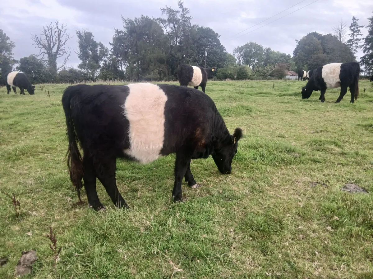 Belted Galloway - Image 4