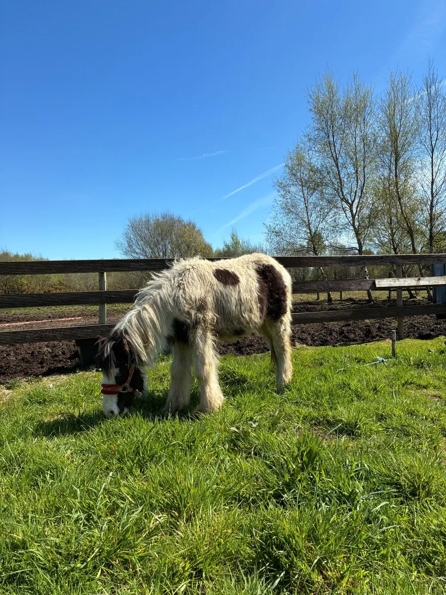 Poney - Image 1