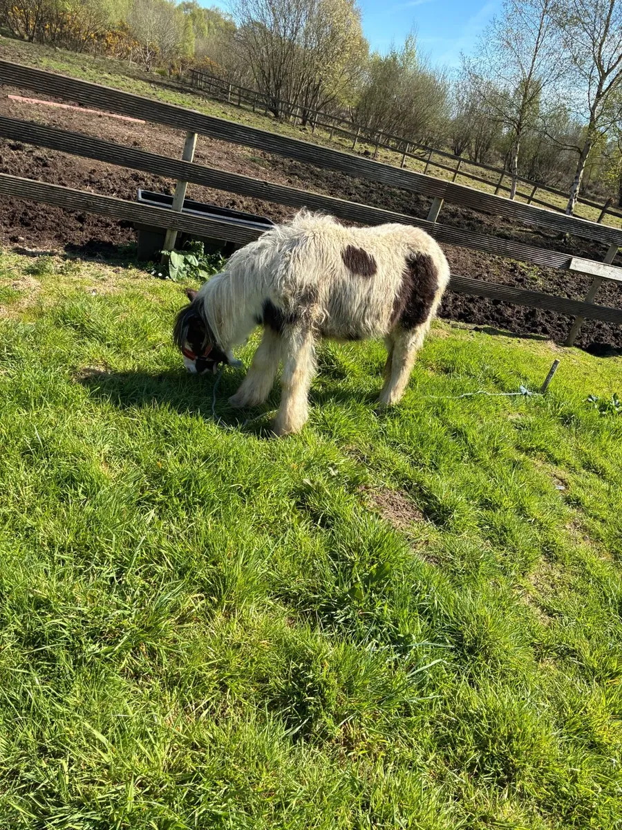 Poney - Image 2