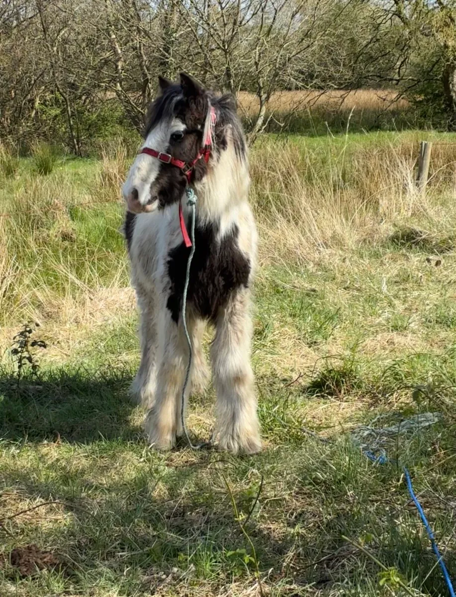 Poney - Image 3