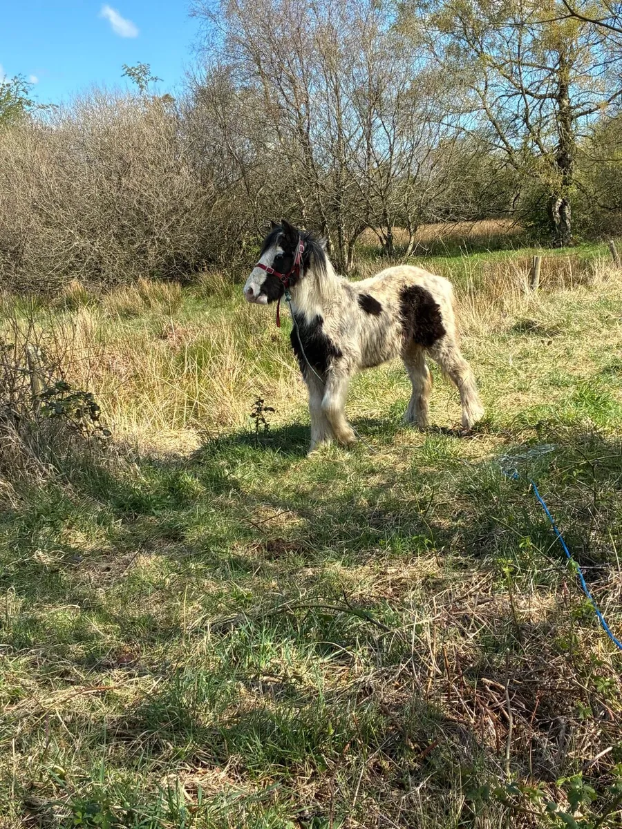 Poney - Image 4
