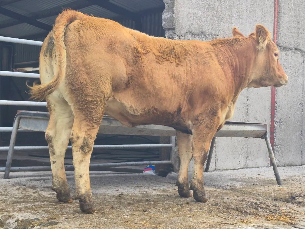 Two Super Limousin Breeding Heifers - Image 2