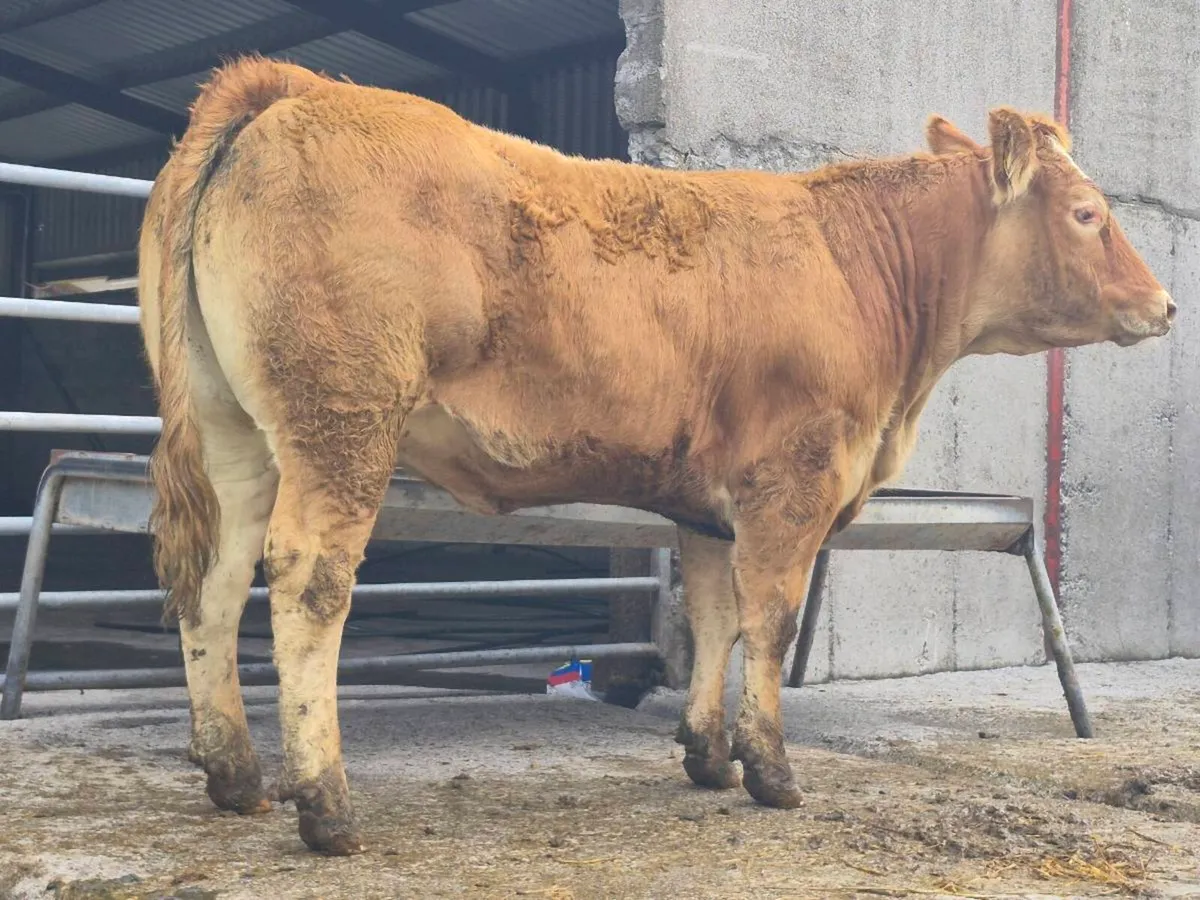 Two Super Limousin Breeding Heifers - Image 3