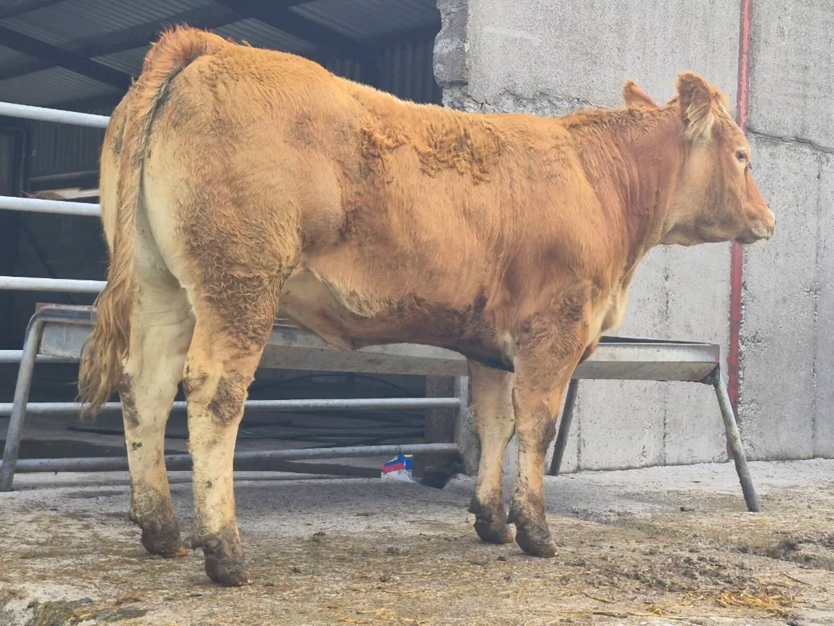 Two Super Limousin Breeding Heifers - Image 4