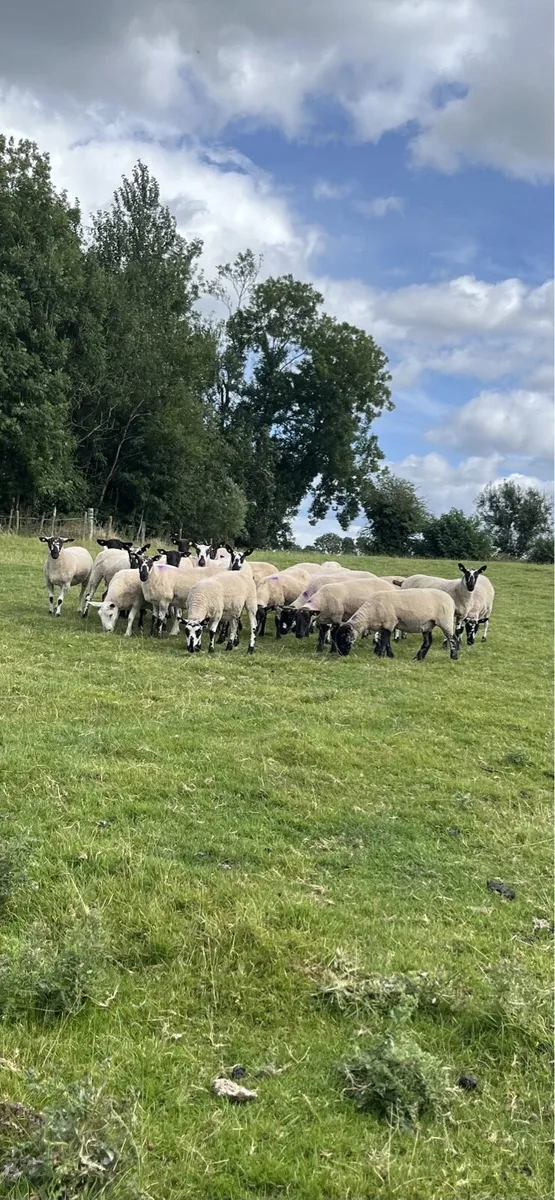 10 Milford/Beulah type ewe hoggets