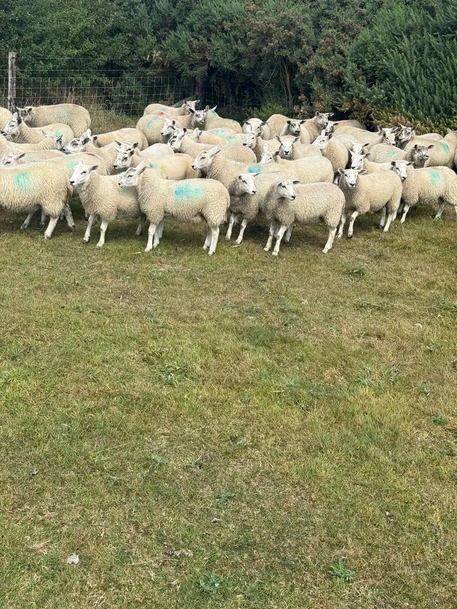 Mule Texel Cross Ewe lambs - Image 1