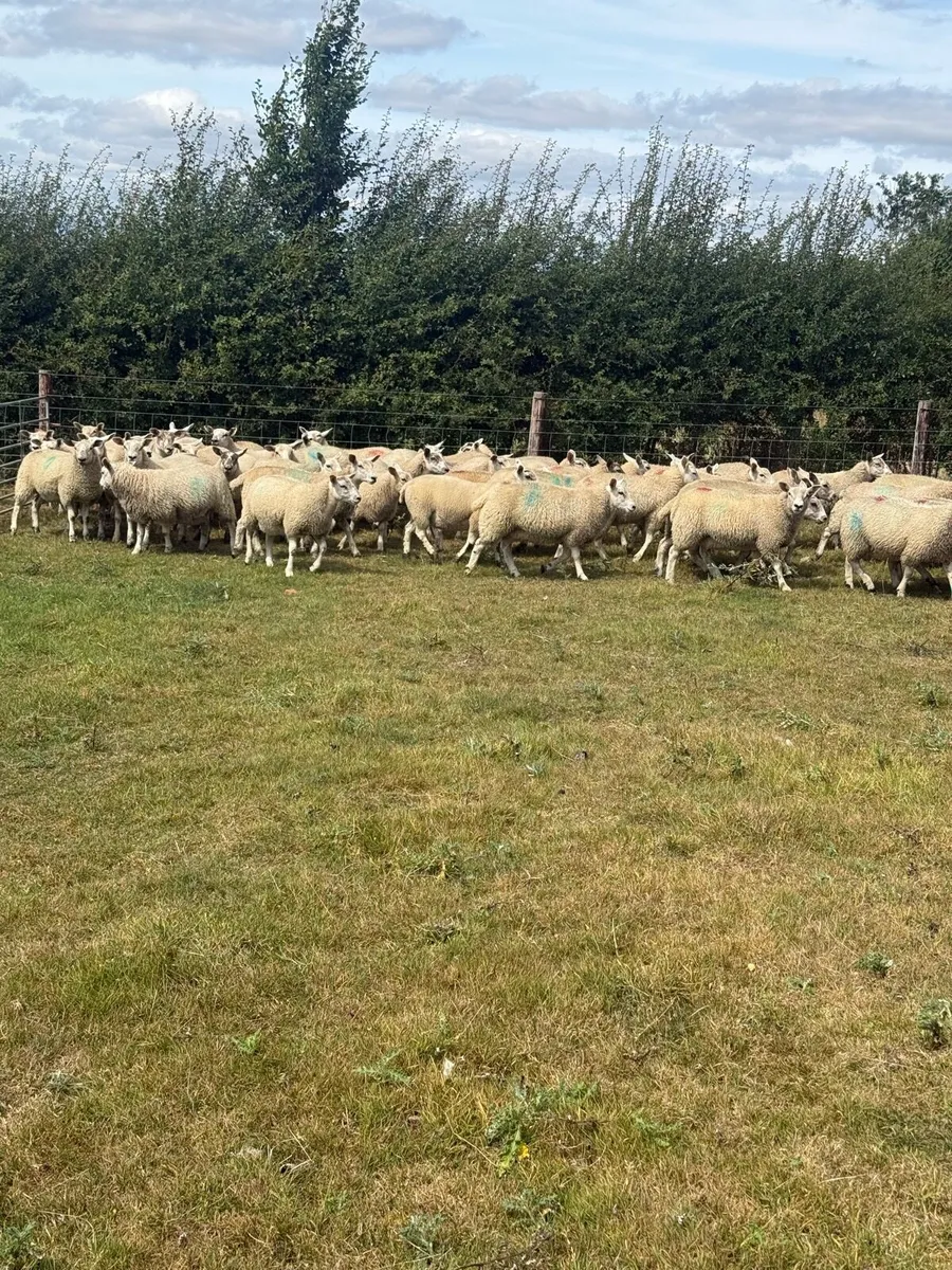 Mule Texel Cross Ewe lambs - Image 4