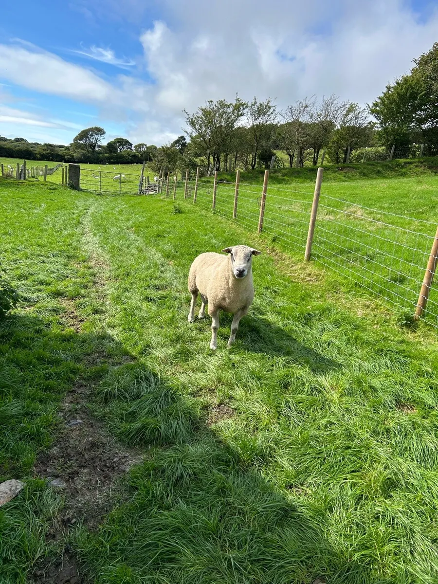 Belclare Ram - Image 2