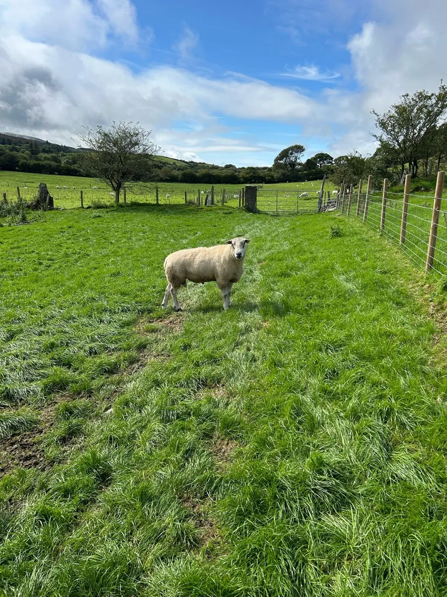 Belclare Ram - Image 3