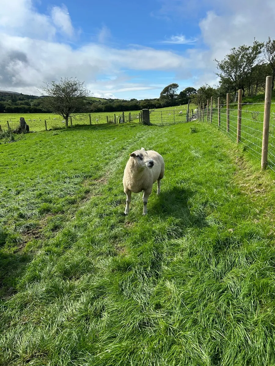 Belclare Ram - Image 4