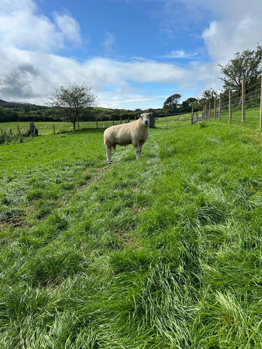Belclare Ram - Image 1