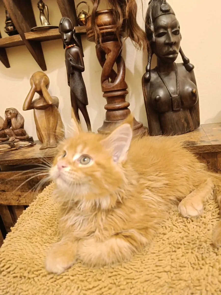 Maine Coon kitten WCF registered are for sale - Image 2