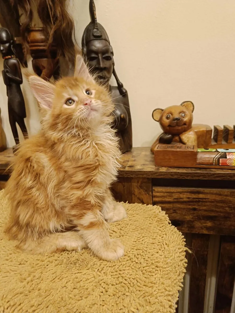 Maine Coon kitten WCF registered are for sale - Image 1