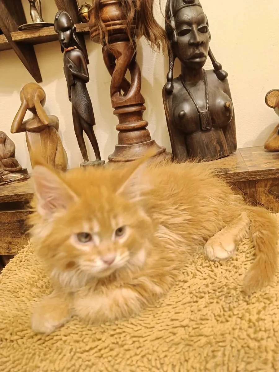 Maine Coon kitten WCF registered are for sale - Image 3