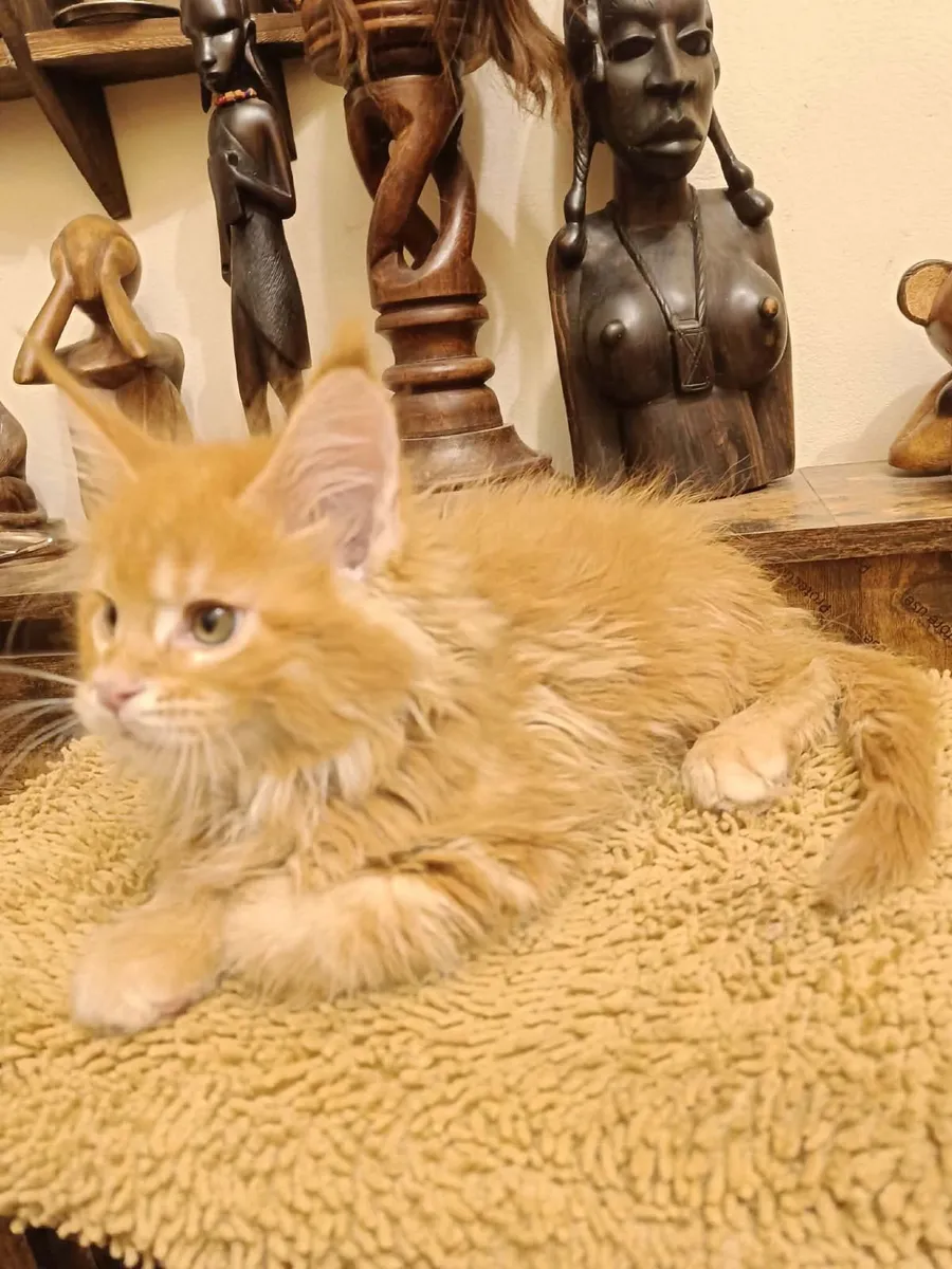 Maine Coon kitten WCF registered are for sale - Image 4