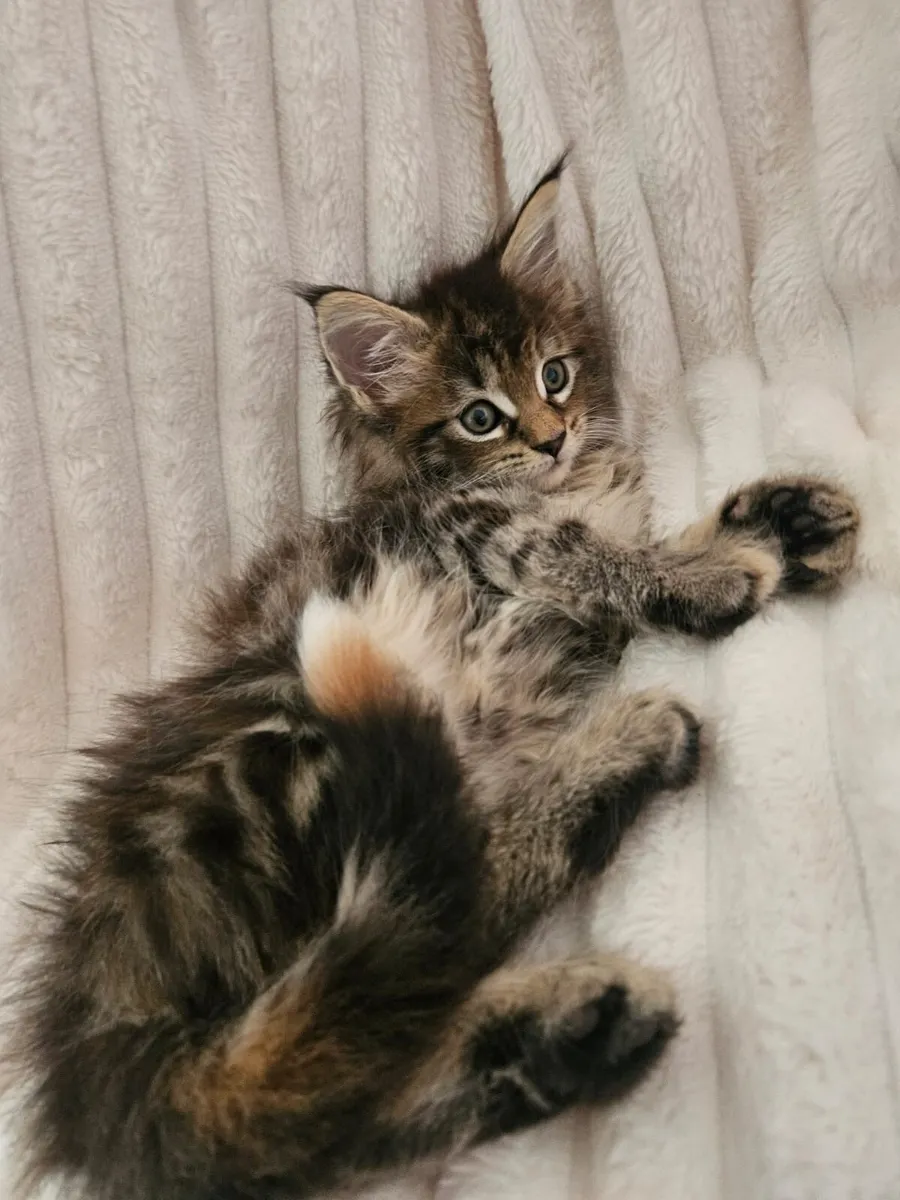 Maine coone kittens - Image 1