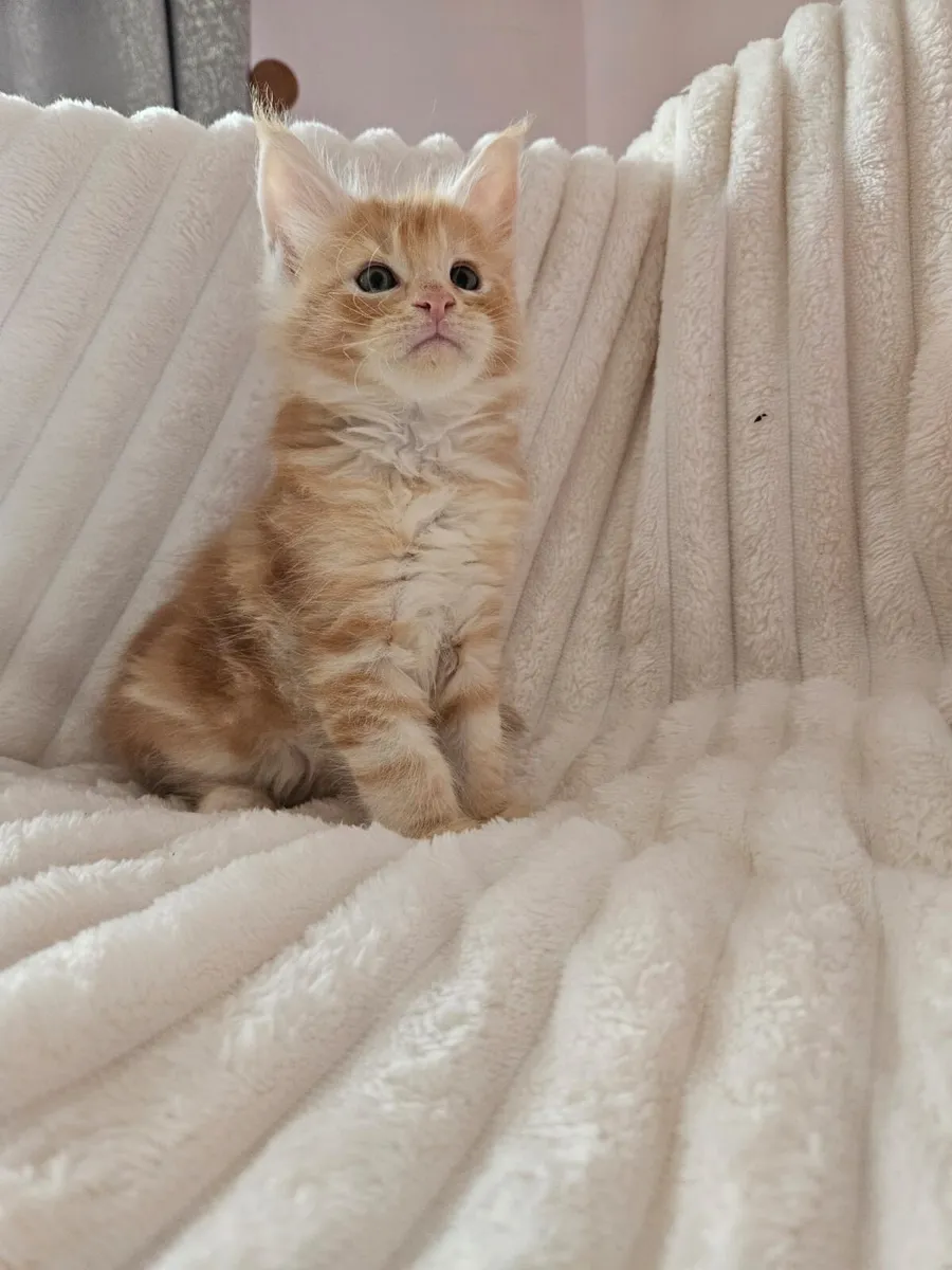 Maine coone kittens - Image 2