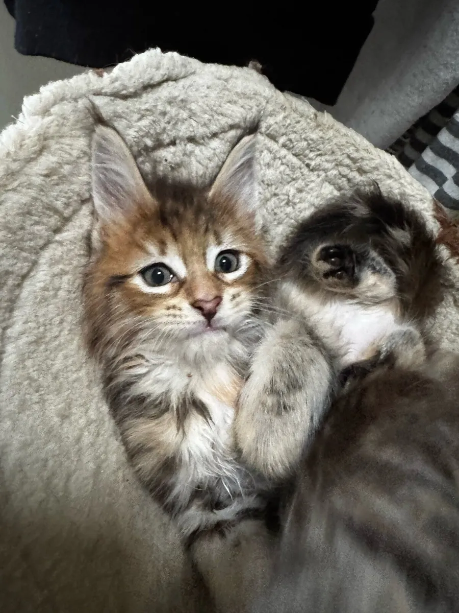 Maine coone kittens - Image 3