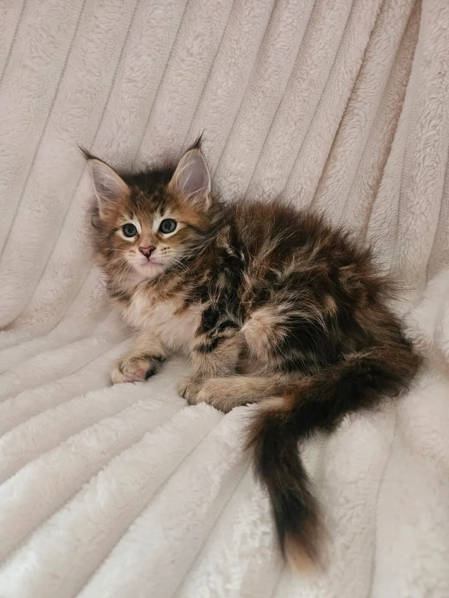 Maine coone kittens - Image 4