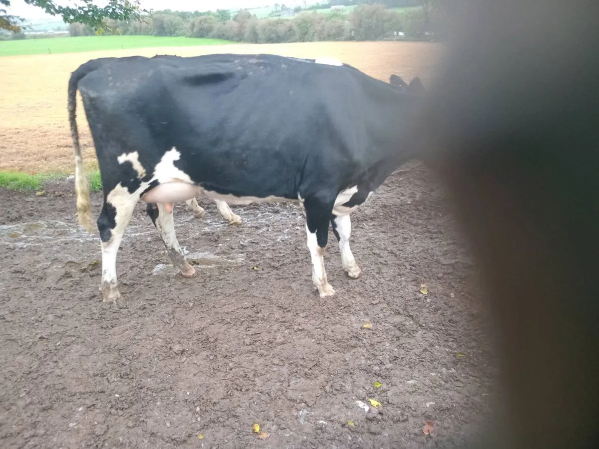 Calved Friesian Heifers - Image 3