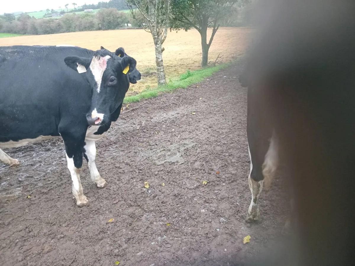 Calved Friesian Heifers - Image 4