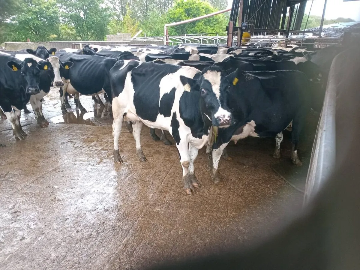 Calved Friesian Heifers - Image 1