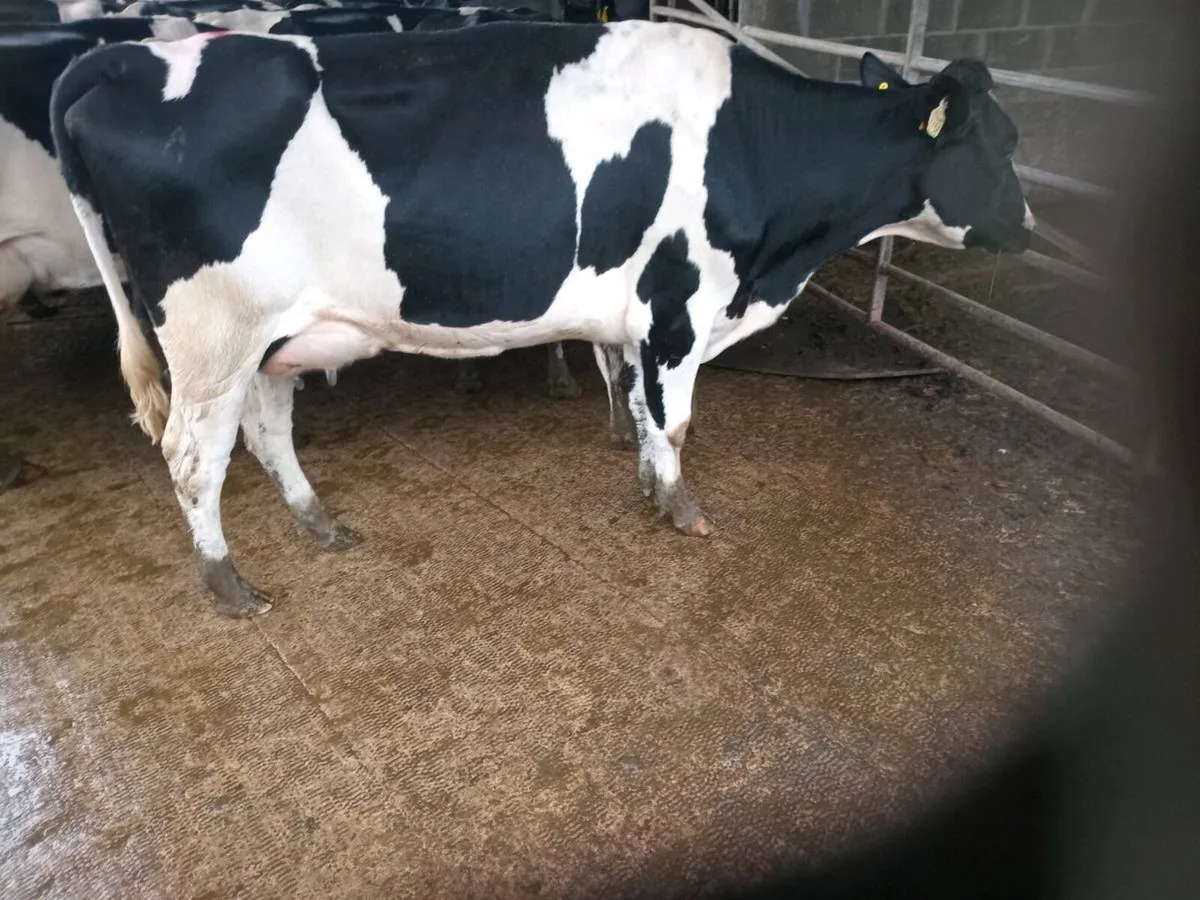 Calved Friesian Heifers - Image 2