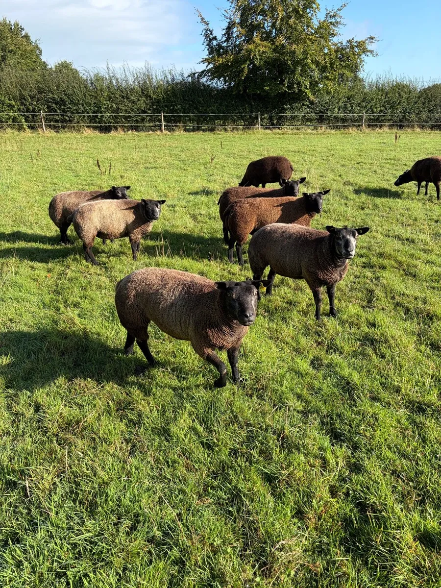 Breeding ewes - Image 1