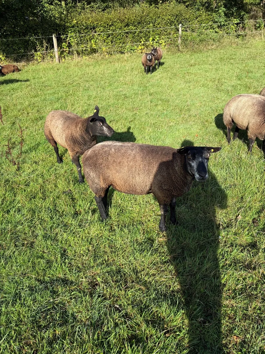 Breeding ewes - Image 2