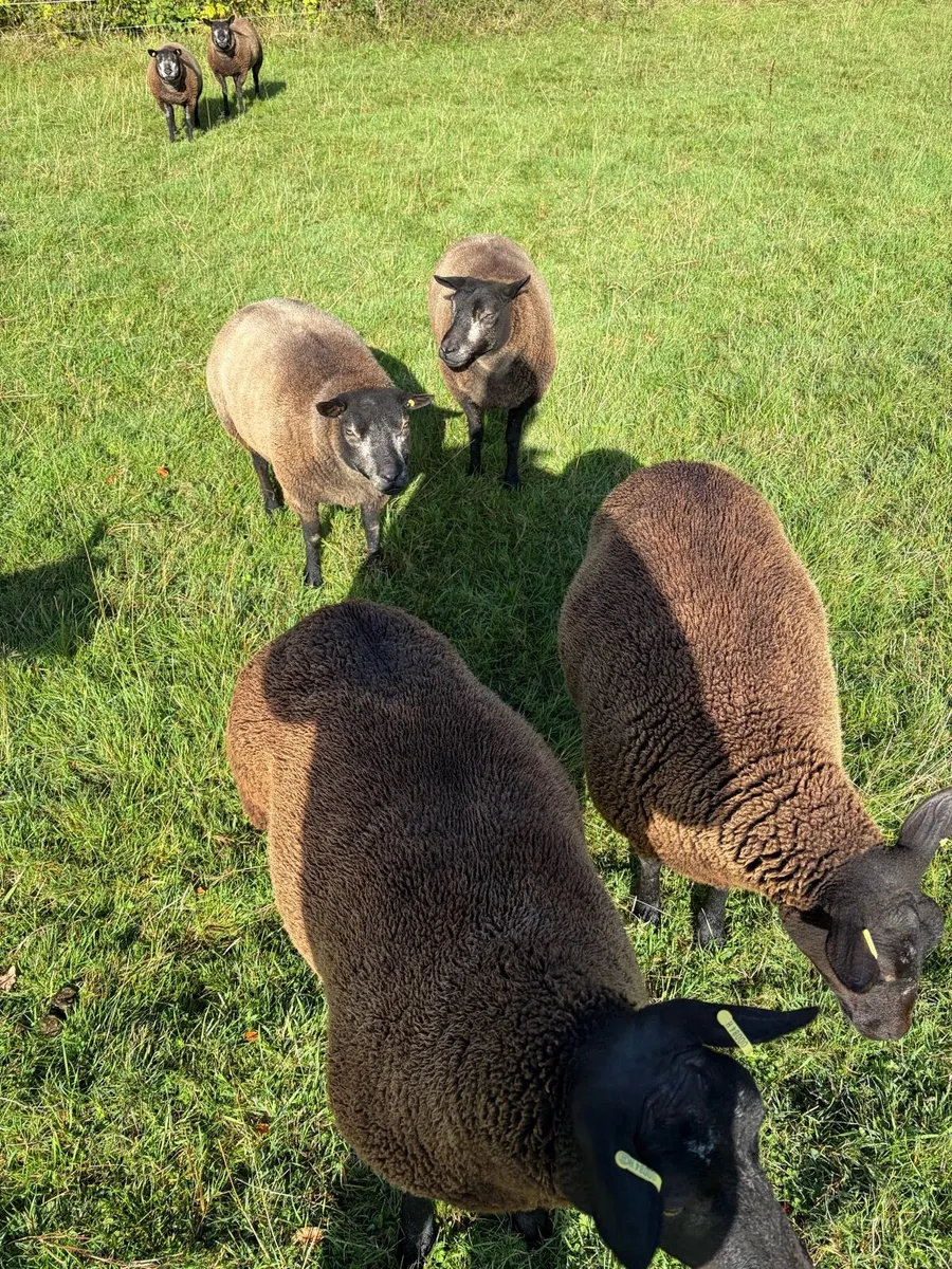 Breeding ewes - Image 3