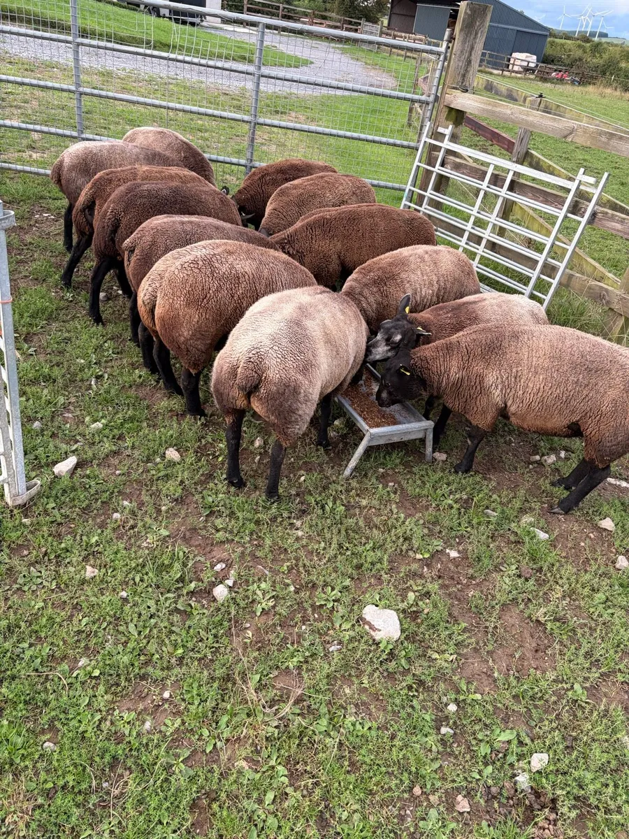 Breeding ewes - Image 4