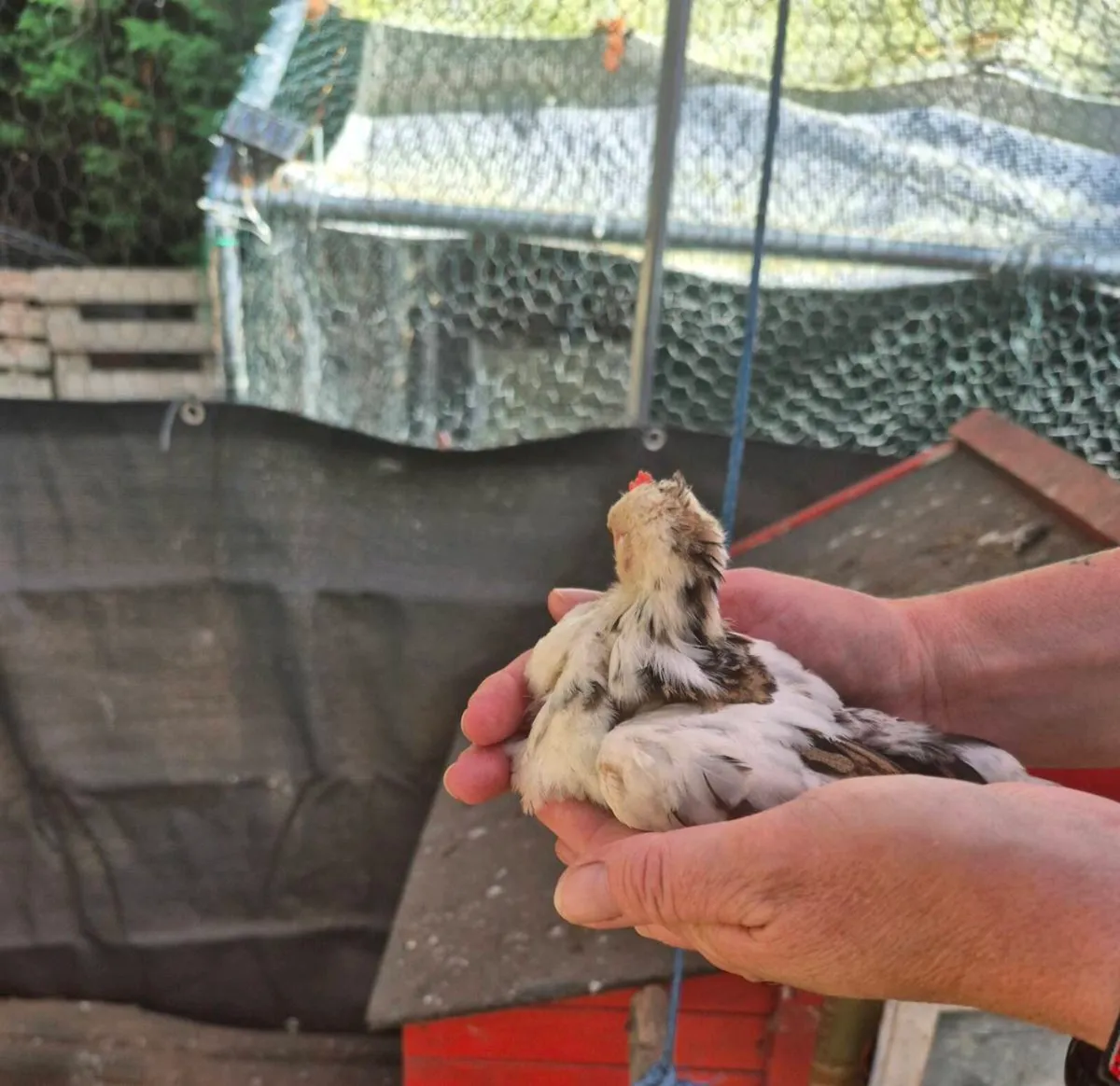 Roosters - Image 2