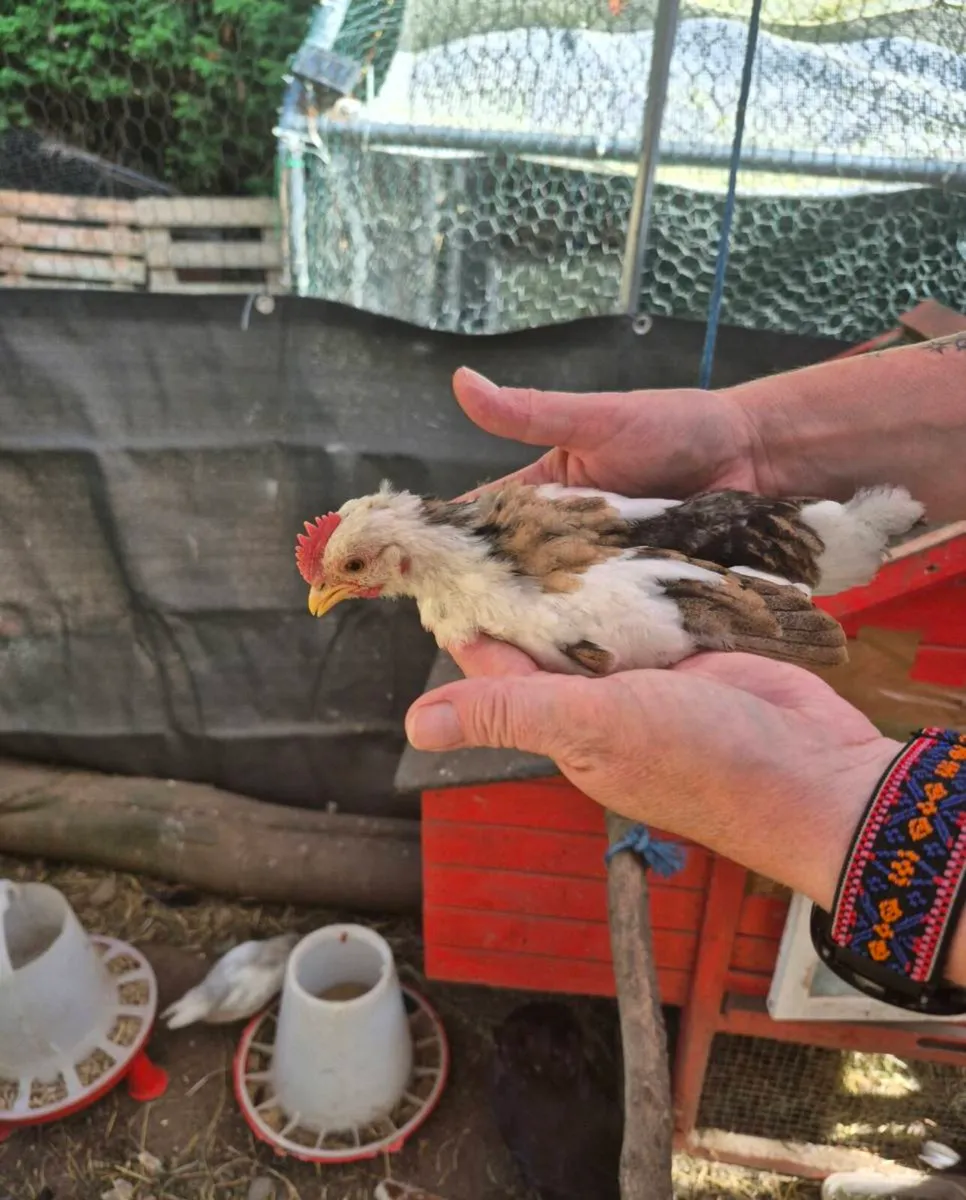 Roosters - Image 3