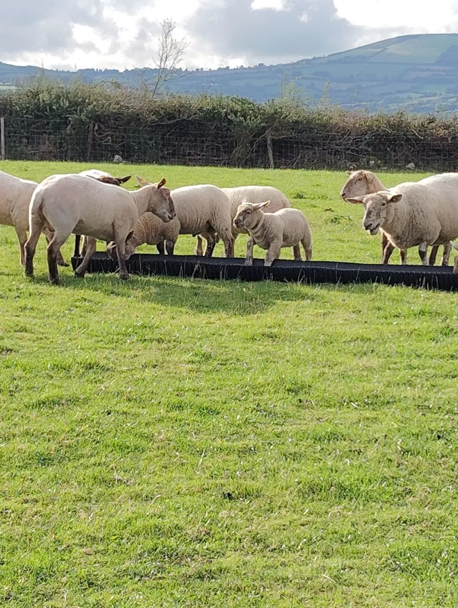 Ewes with lambs - Image 2
