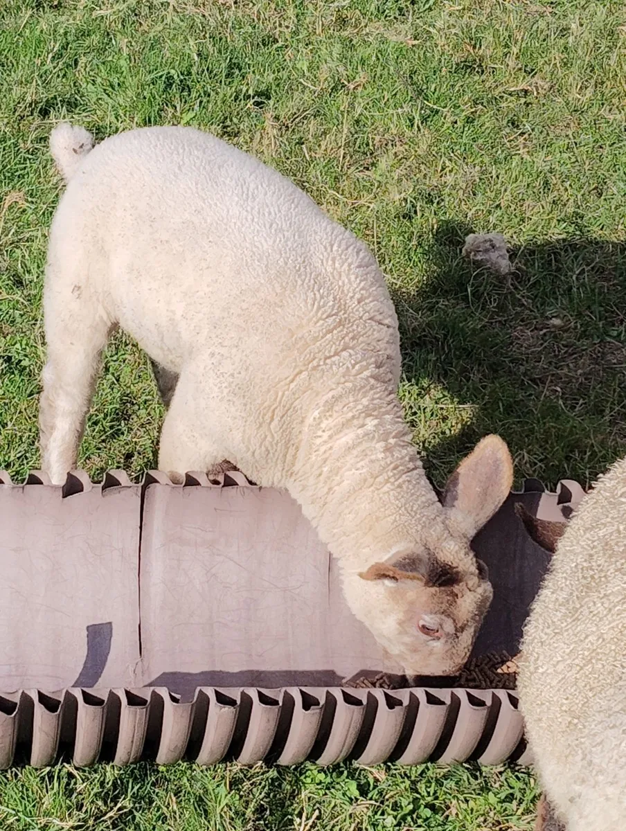 Ewes with lambs - Image 3