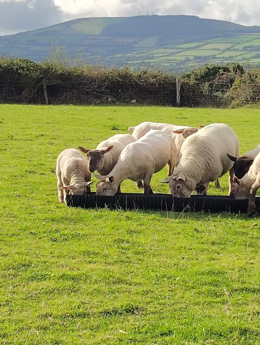 Ewes with lambs - Image 1