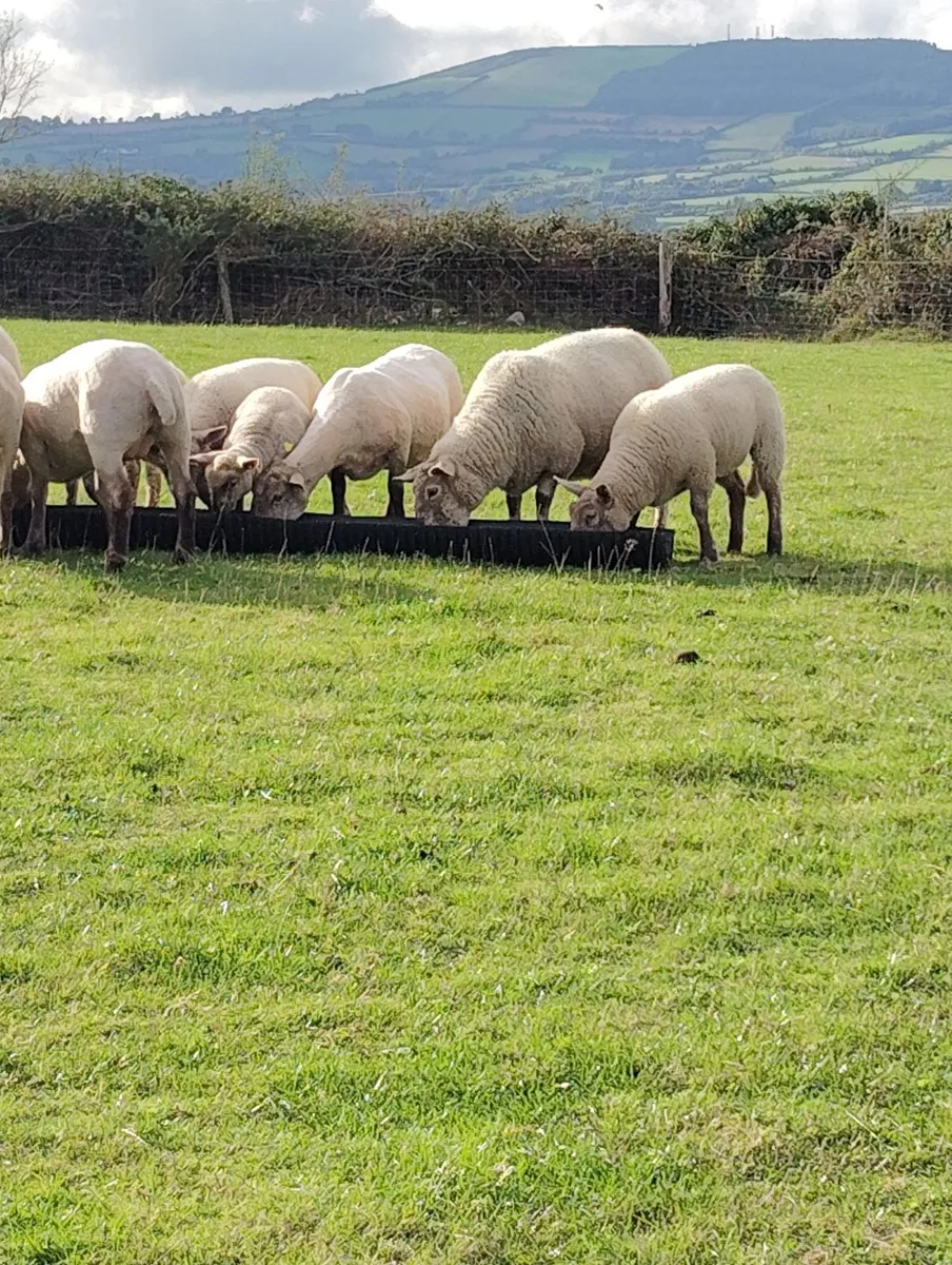 Ewes with lambs - Image 4