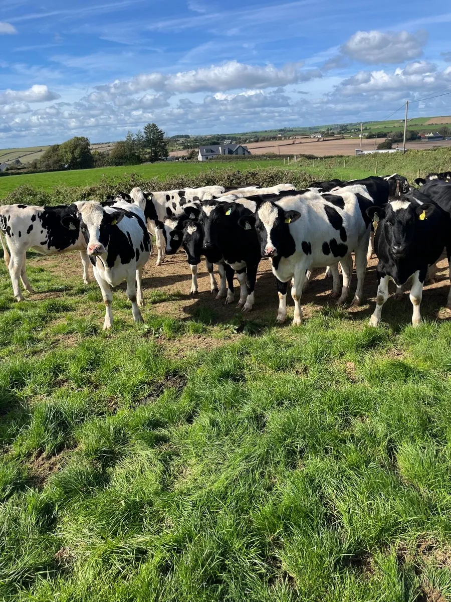 Incalf heifers - Image 1