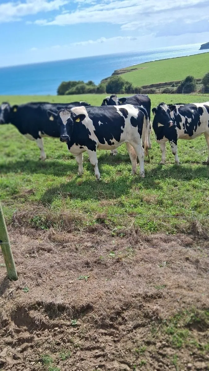 Incalf heifers - Image 2