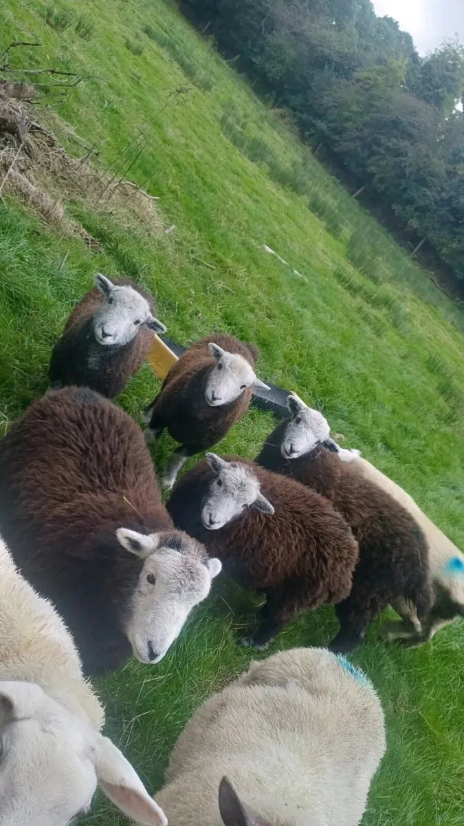 PB HERDWICK EWE LAMBS - Image 1