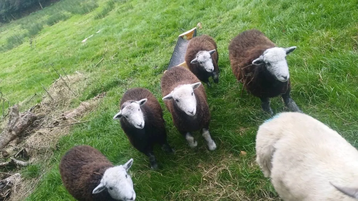 PB HERDWICK EWE LAMBS - Image 2