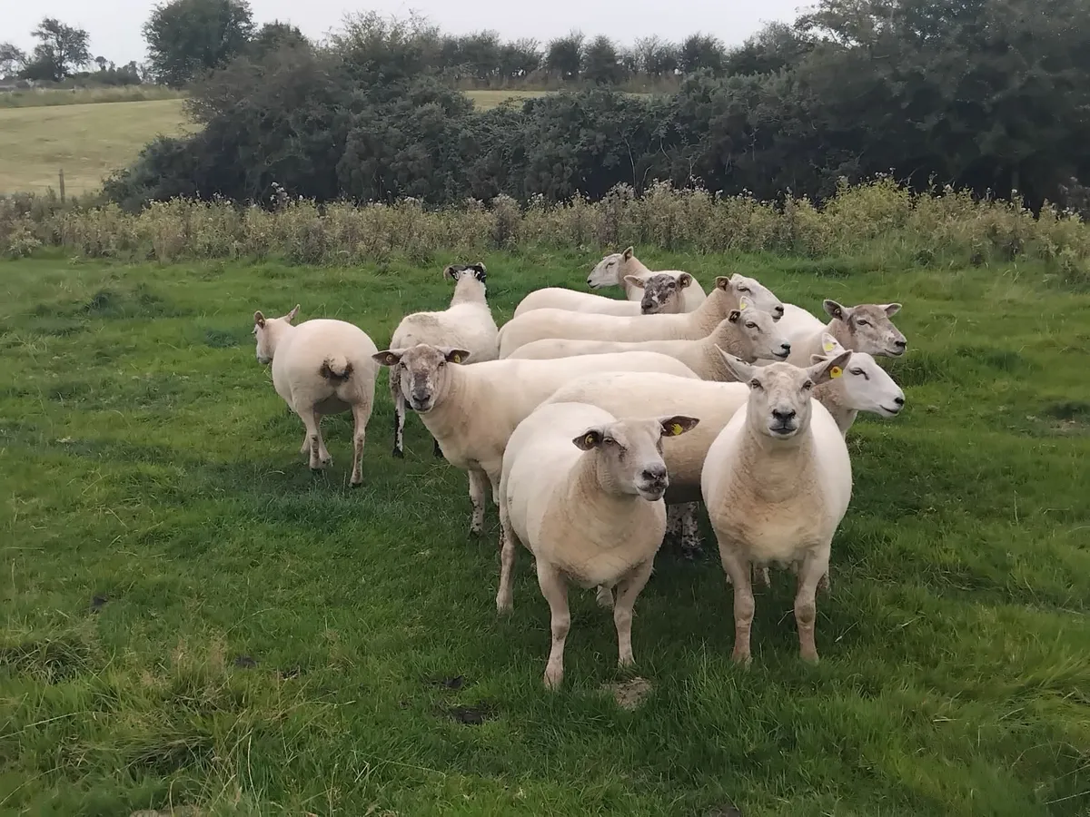 14 Top quality ewe hoggets - Image 1