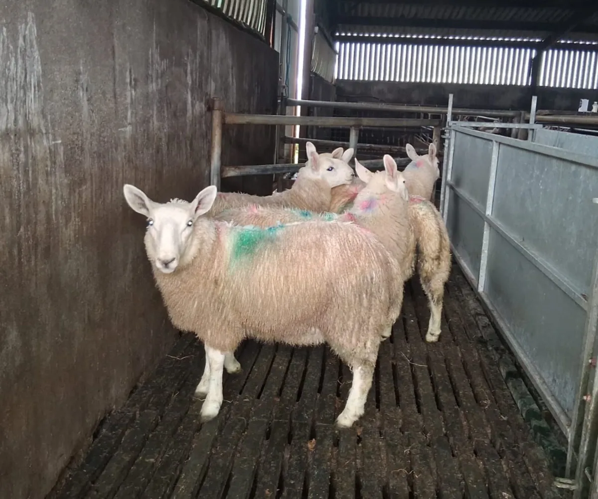 Cheviot ewe lambs - Image 1