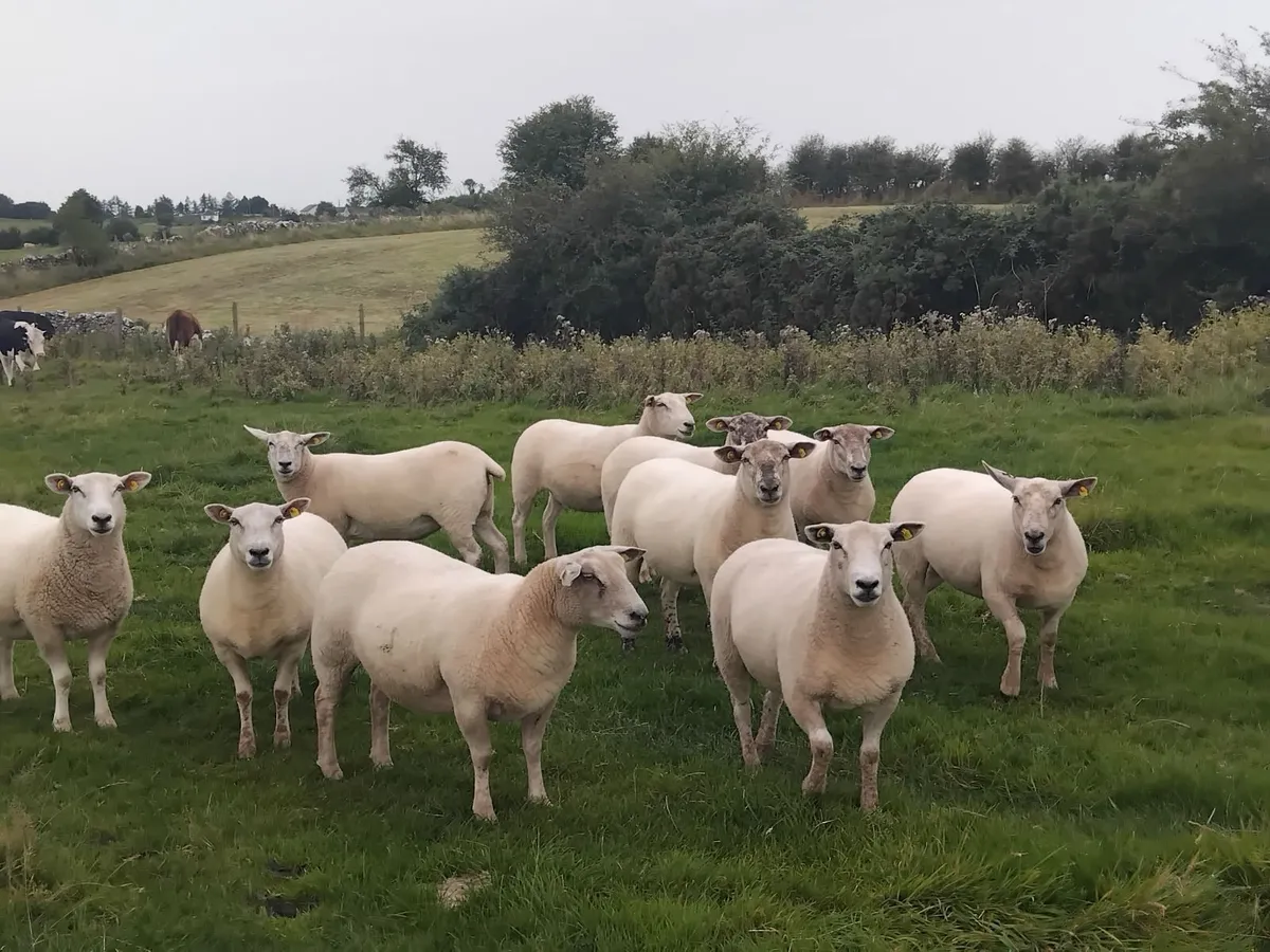 14 Top quality ewe hoggets - Image 2