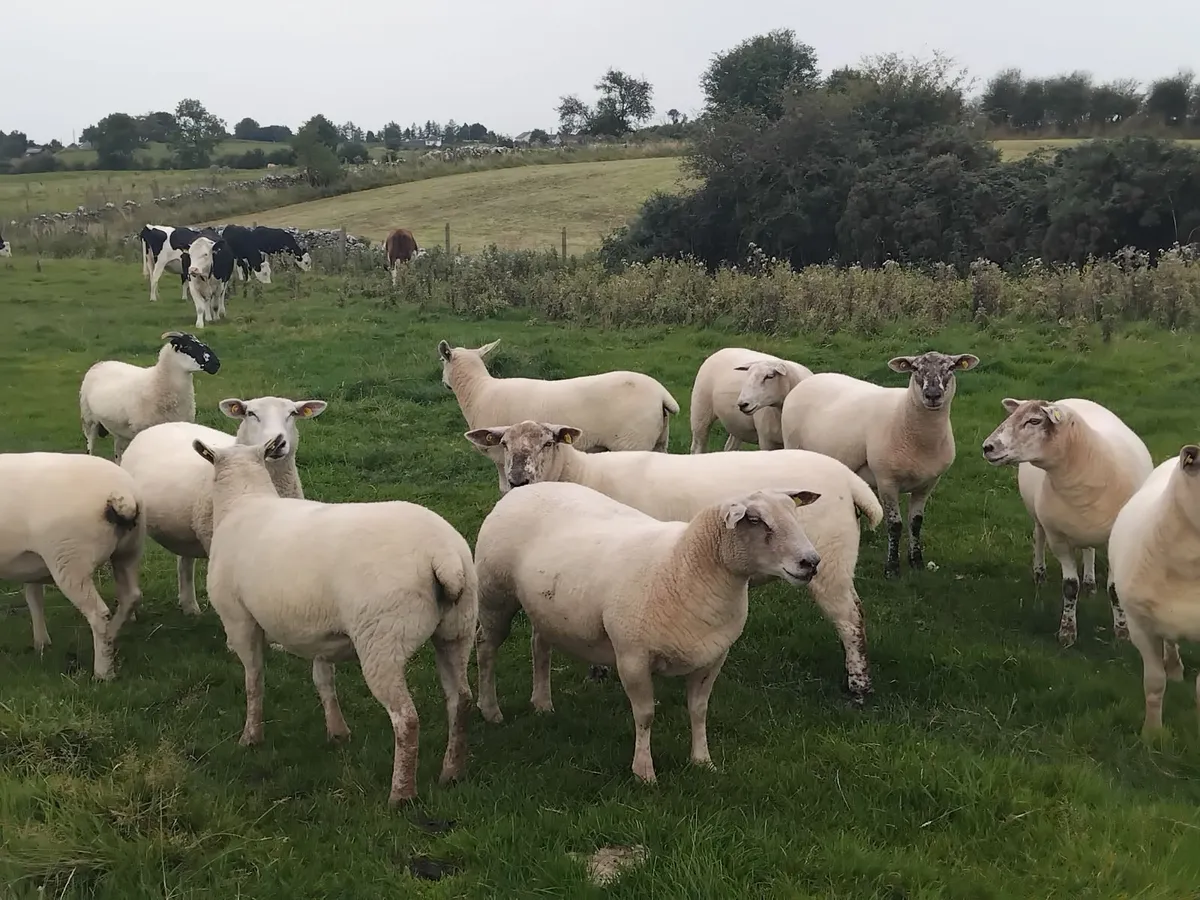 14 Top quality ewe hoggets - Image 3