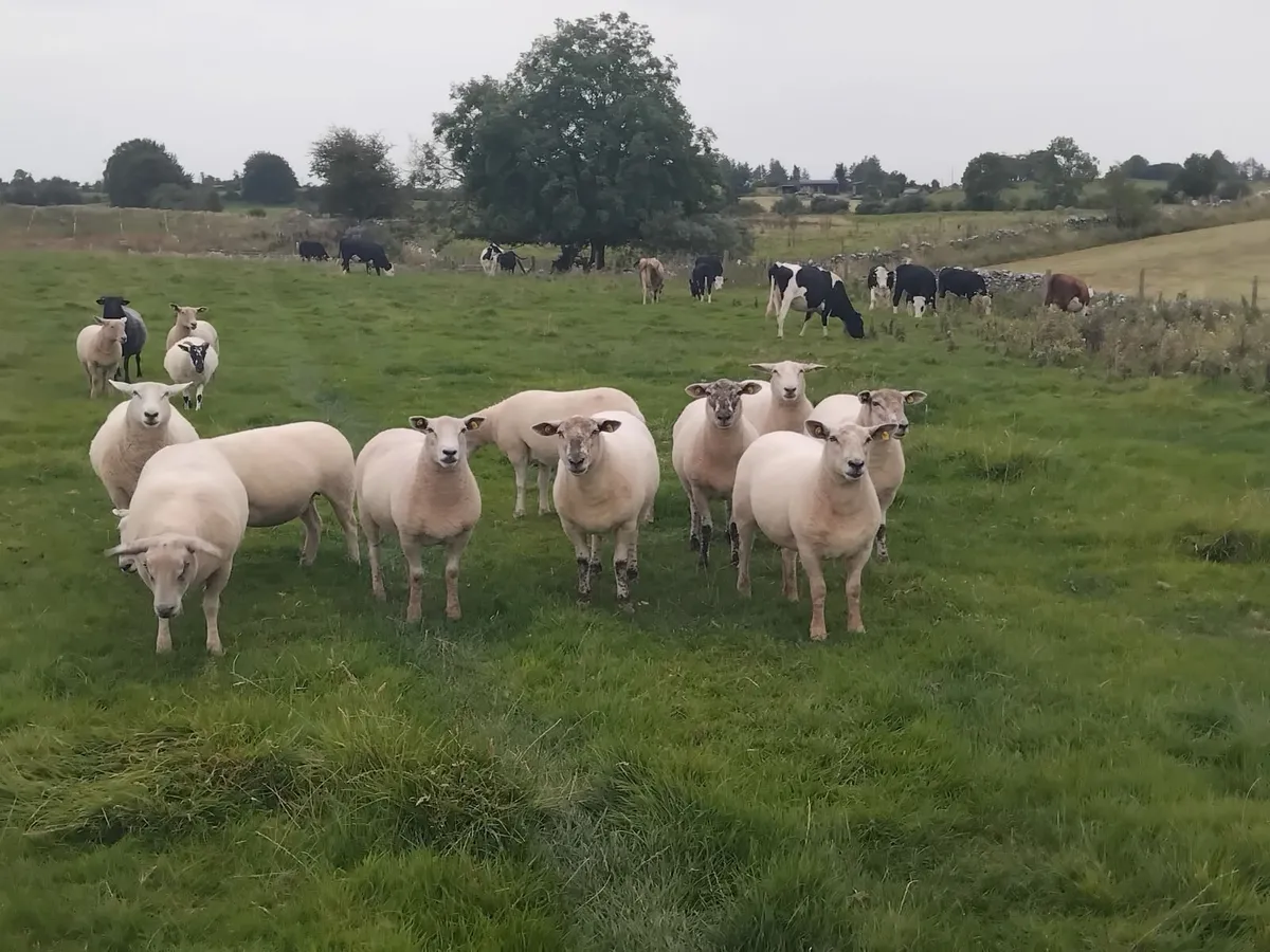 14 Top quality ewe hoggets - Image 4