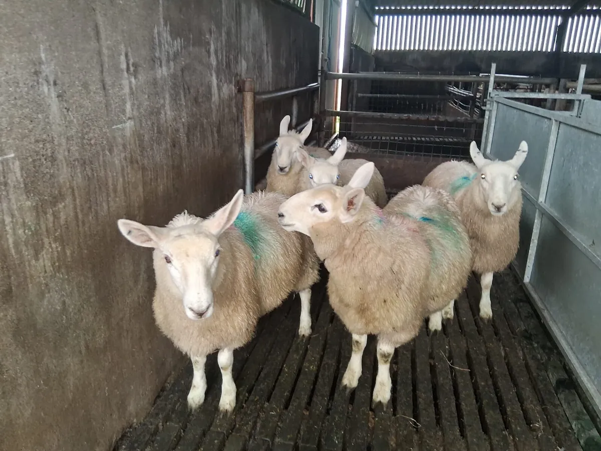 Cheviot ewe lambs - Image 2
