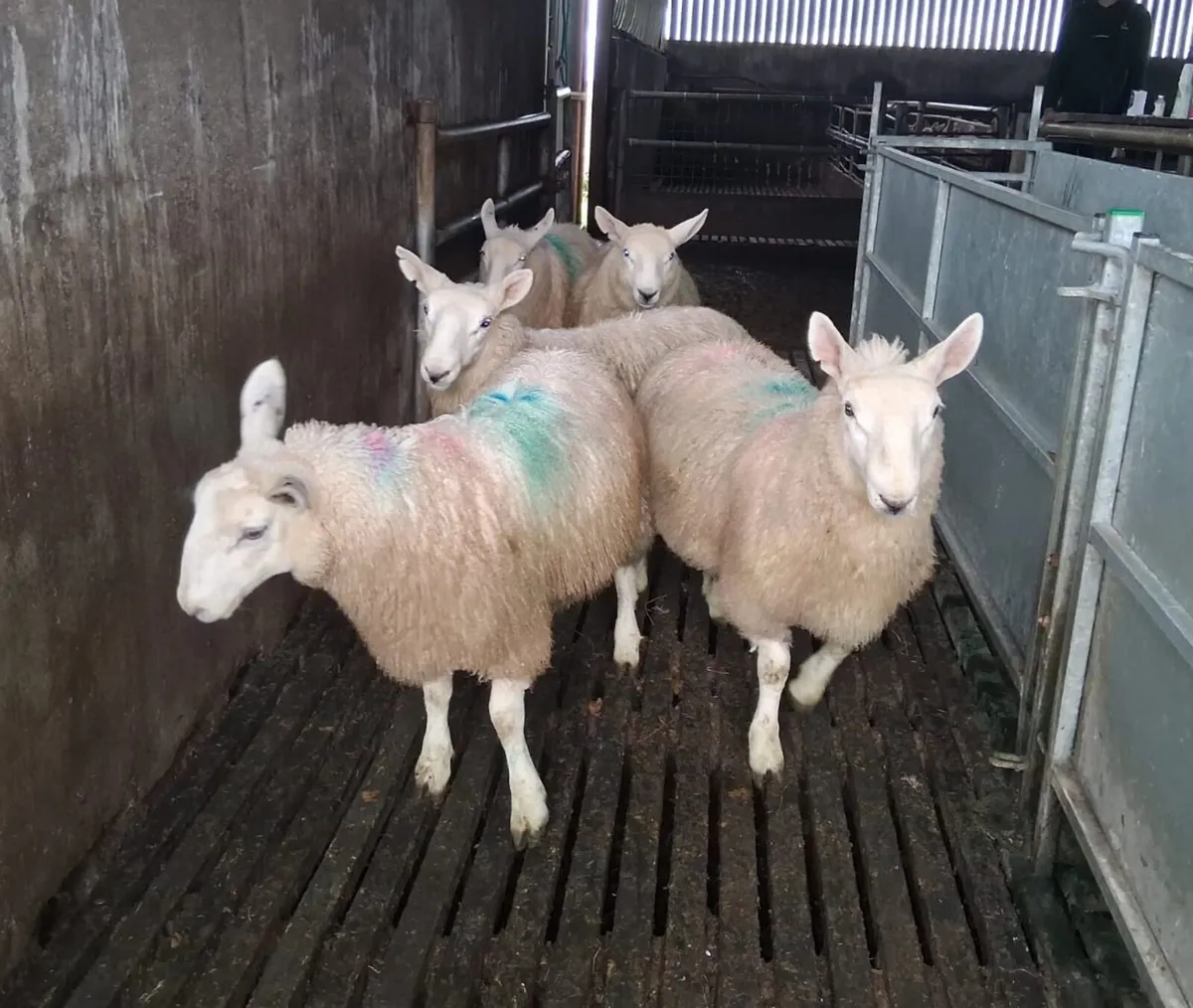 Cheviot ewe lambs - Image 3